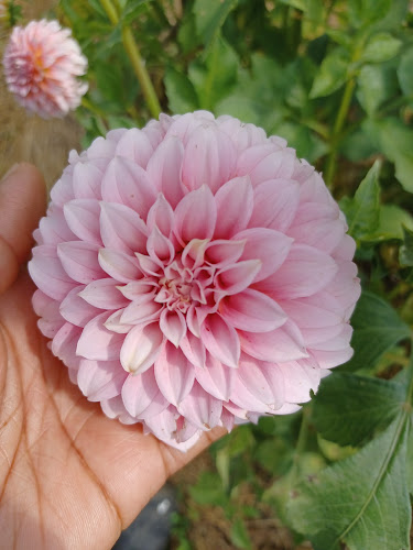 AFICAPURE tattoo shop in Syracuse, New York